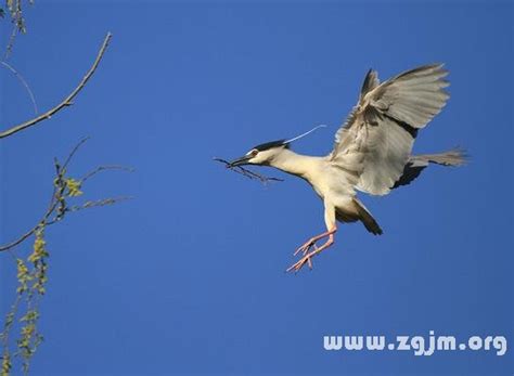 夢見鳥飛到頭上|夢見鳥飛是什麼意思